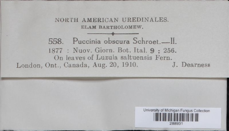 Puccinia obscura image