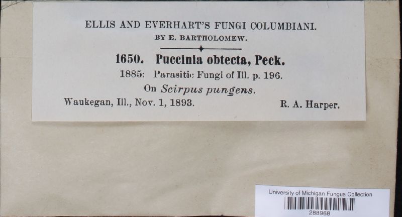 Puccinia obtecta image
