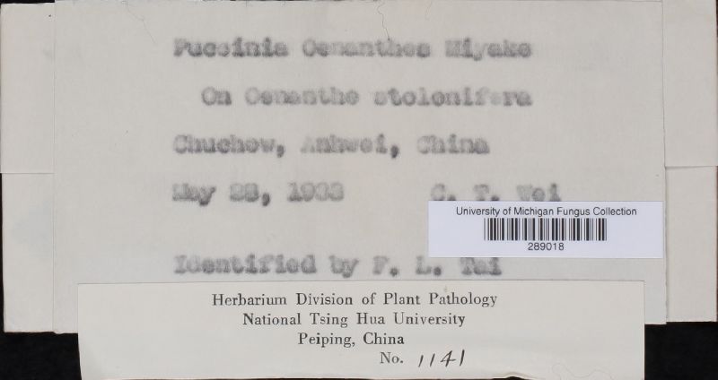 Puccinia oenanthes image