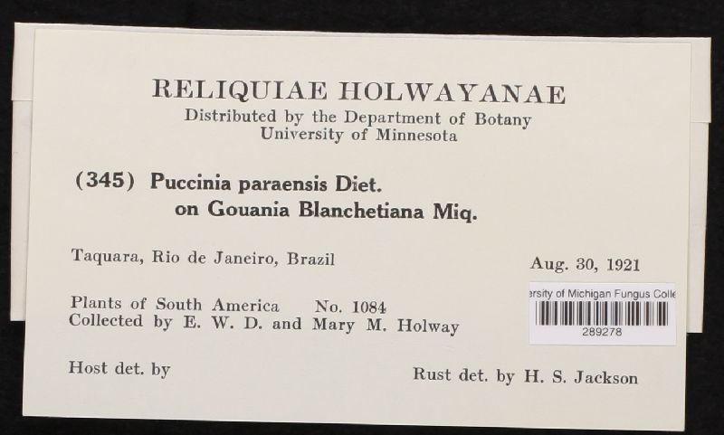 Puccinia paraensis image