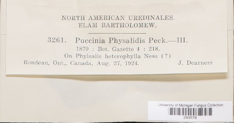 Puccinia physalidis image
