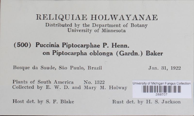Puccinia piptocarphae image