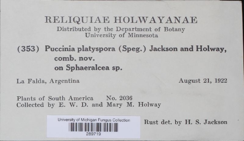 Puccinia platyspora image