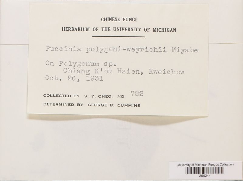 Puccinia polygoni-weyrichii image