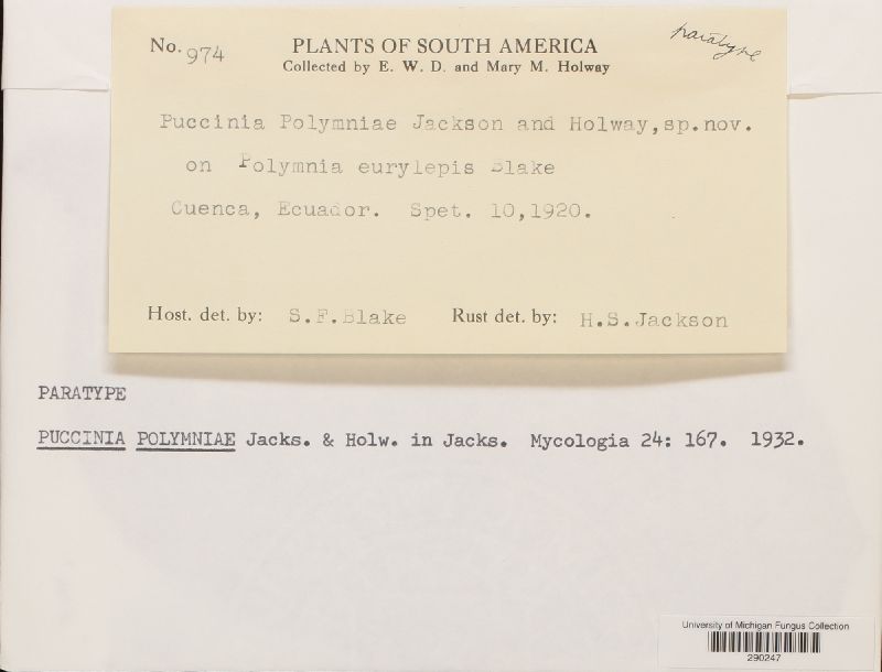 Puccinia polymniae image