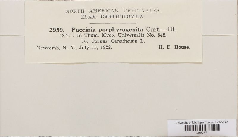 Puccinia porphyrogenita image
