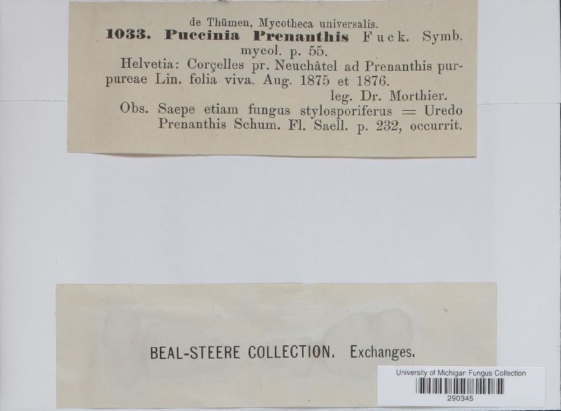 Puccinia maculosa image
