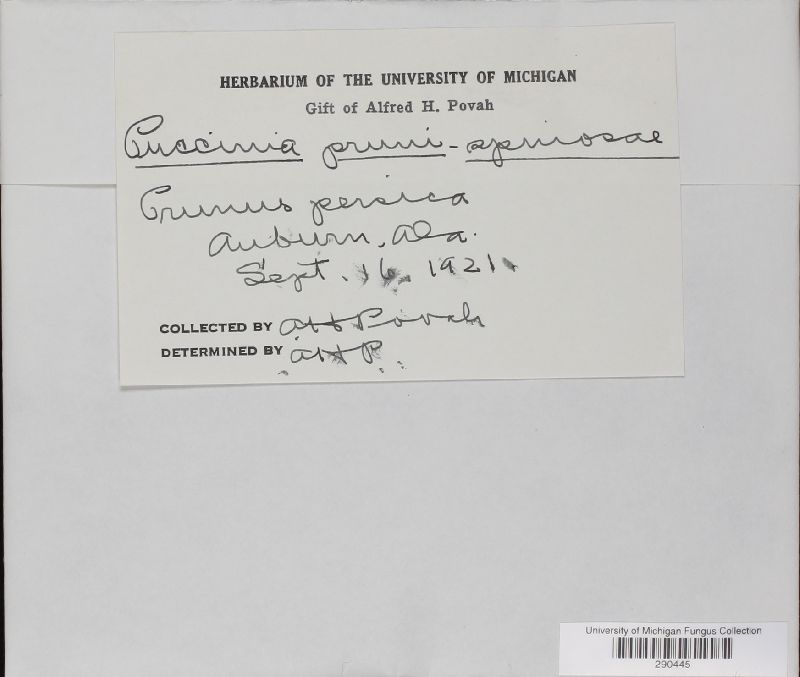 Tranzschelia pruni-spinosae image