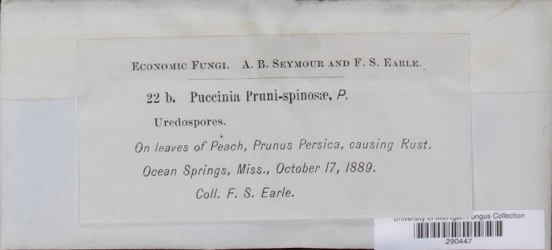Tranzschelia pruni-spinosae image