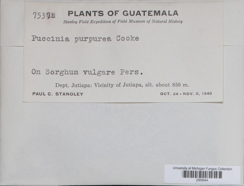 Puccinia purpurea image