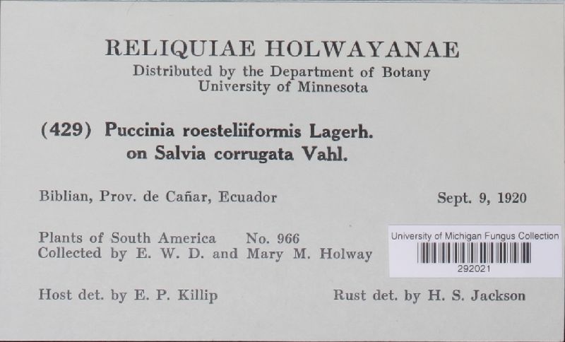 Puccinia roesteliiformis image
