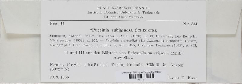 Puccinia rubiginosa image