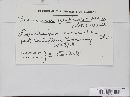 Puccinia recondita image
