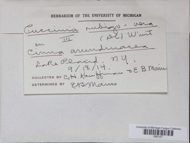 Puccinia recondita image