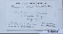 Puccinia recondita image