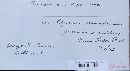 Puccinia recondita image