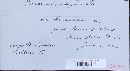 Puccinia recondita image