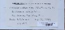 Puccinia recondita image