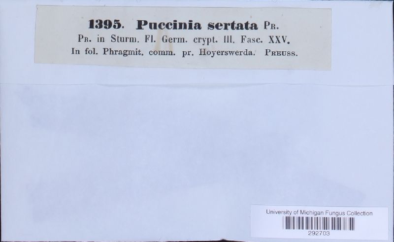 Puccinia sertata image