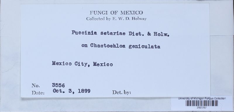 Puccinia setariae image