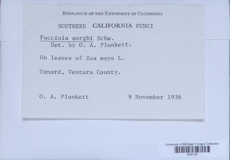 Puccinia sorghi image
