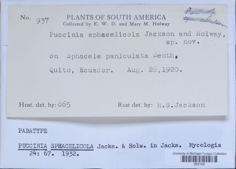 Puccinia sphacelicola image