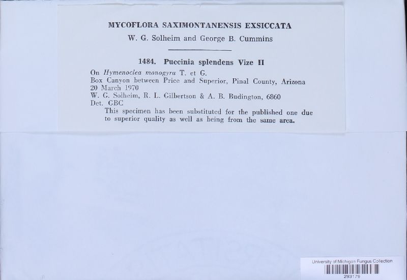 Puccinia splendens image