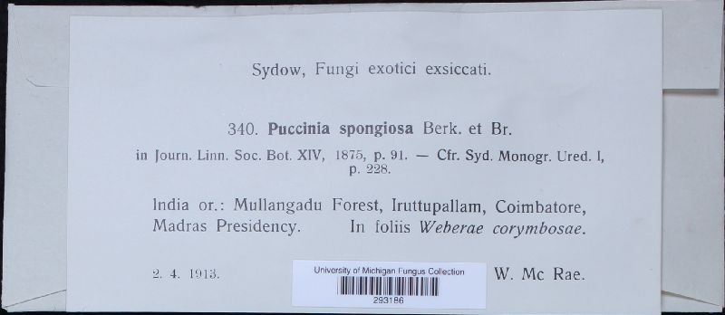 Puccinia spongiosa image