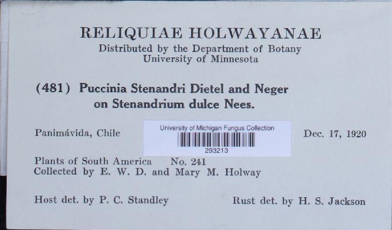Puccinia stenandrii image