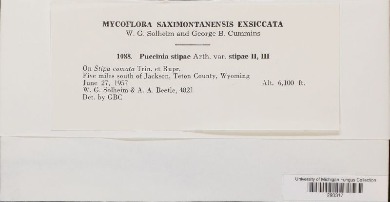 Puccinia stipae var. stipae image