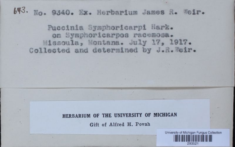 Puccinia symphoricarpi image