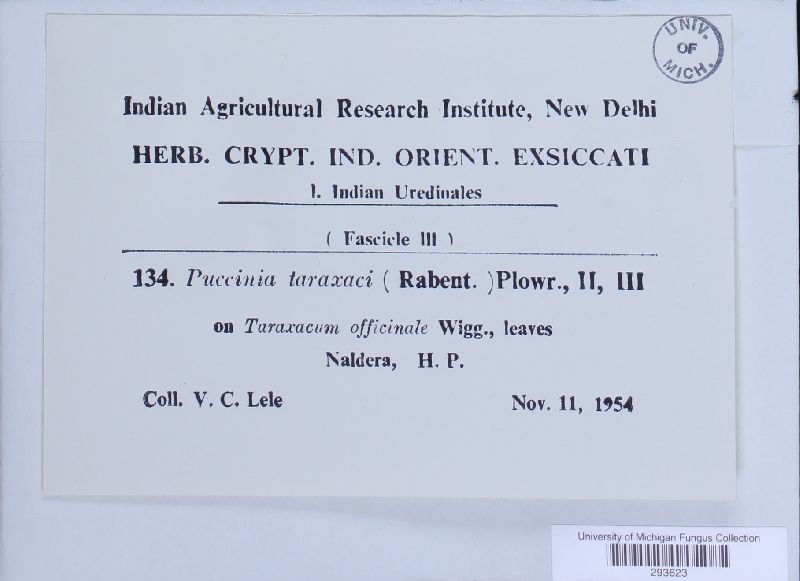 Puccinia hieracii var. hieracii image