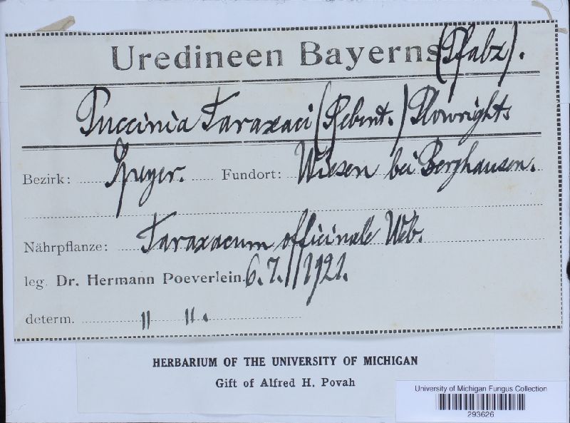 Puccinia hieracii var. hieracii image