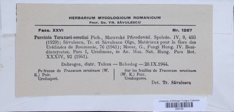 Puccinia taraxaci-serotini image