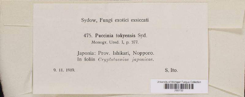 Puccinia tokyensis image