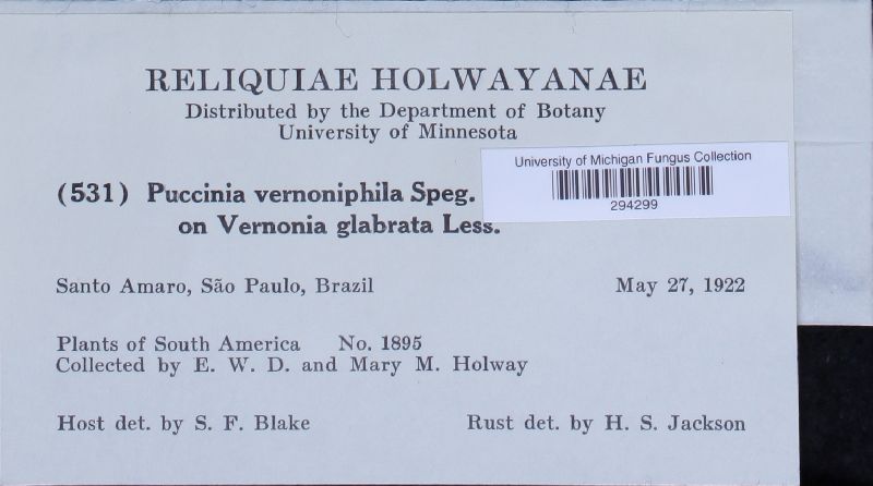 Puccinia vernoniphila image
