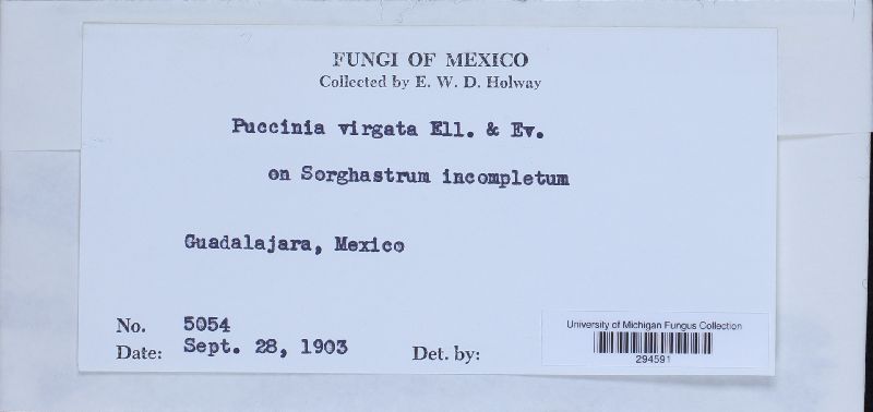 Puccinia virgata image
