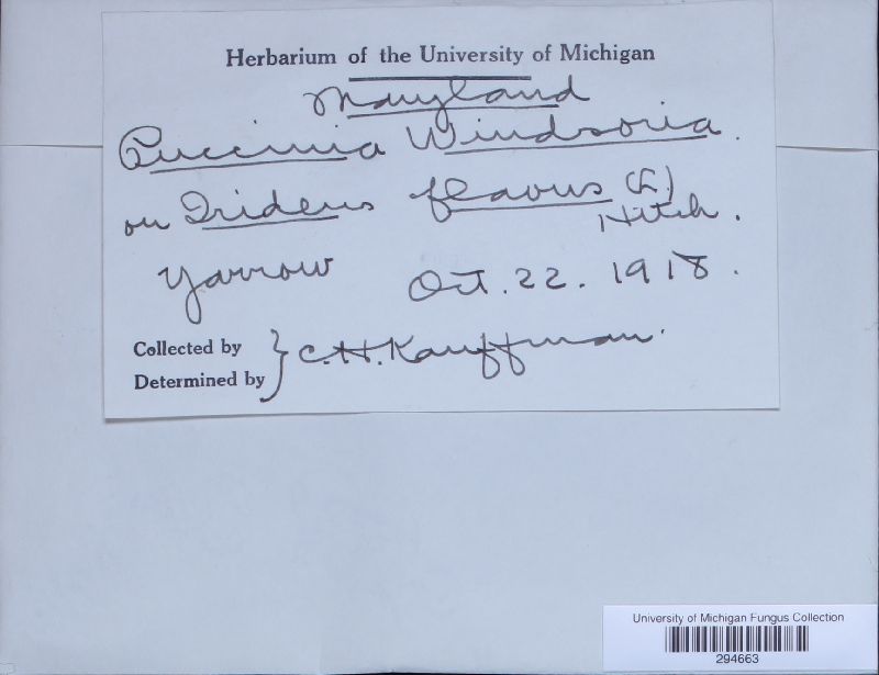 Puccinia windsoriae image