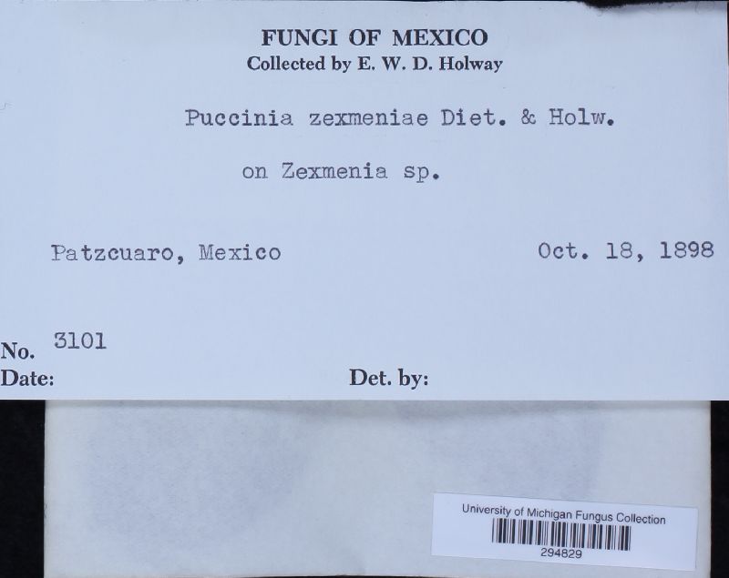 Puccinia zexmeniae image