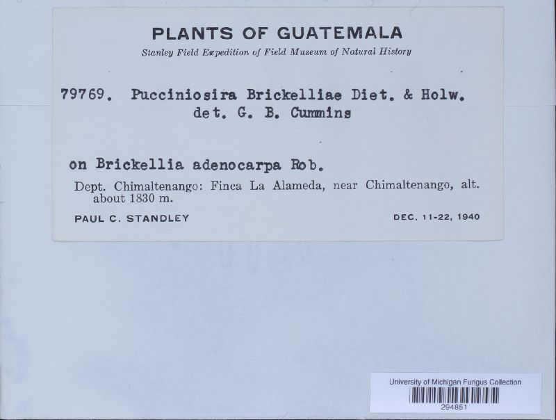 Pucciniosira brickelliae image