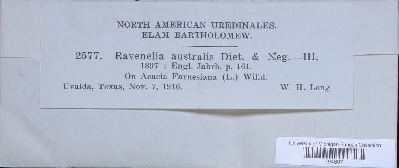 Ravenelia australis image
