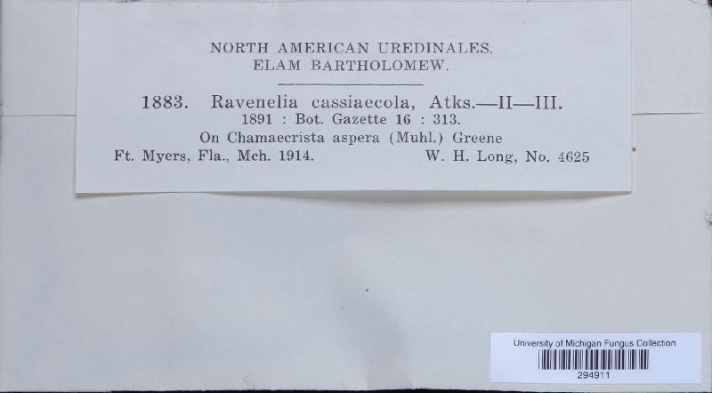 Ravenelia cassiaecola image