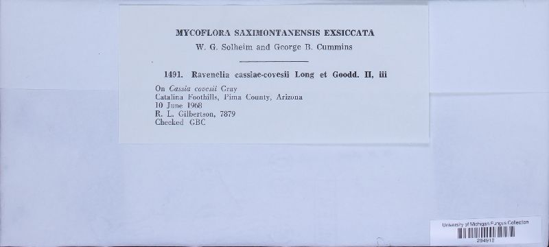 Ravenelia cassiae-covesii image