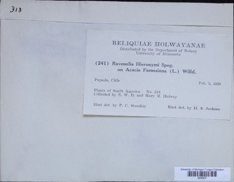 Ravenelia hieronymi image