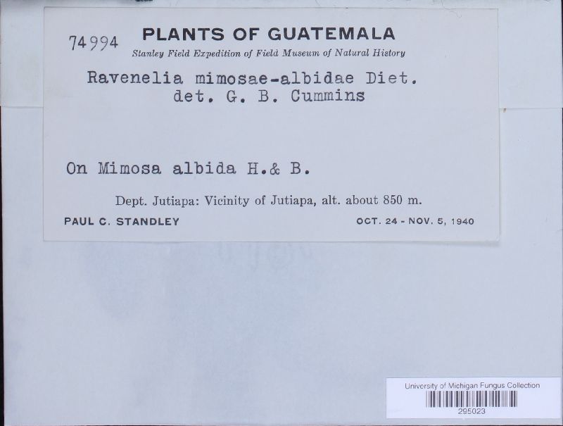Ravenelia mimosae-albidae image