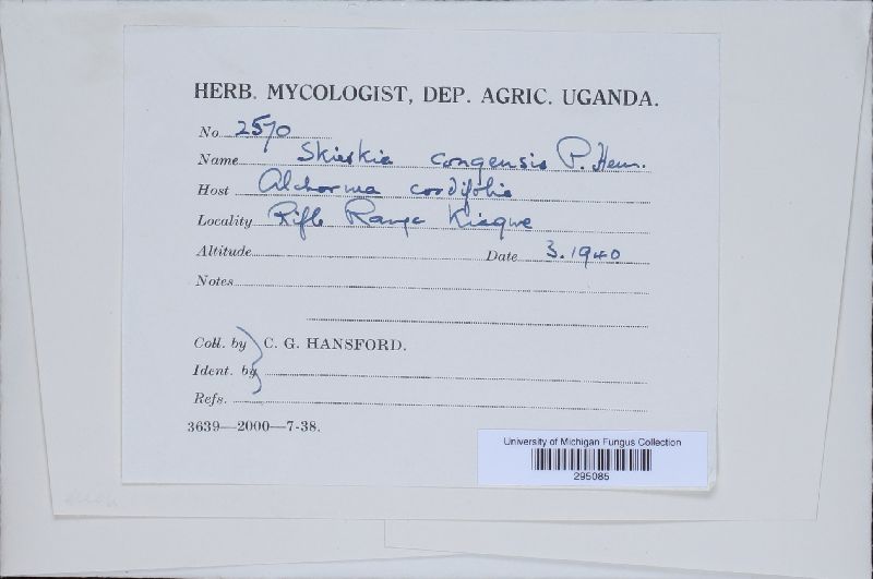 Skierka congensis image