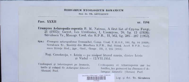 Uromyces aeluropodis-repentis image