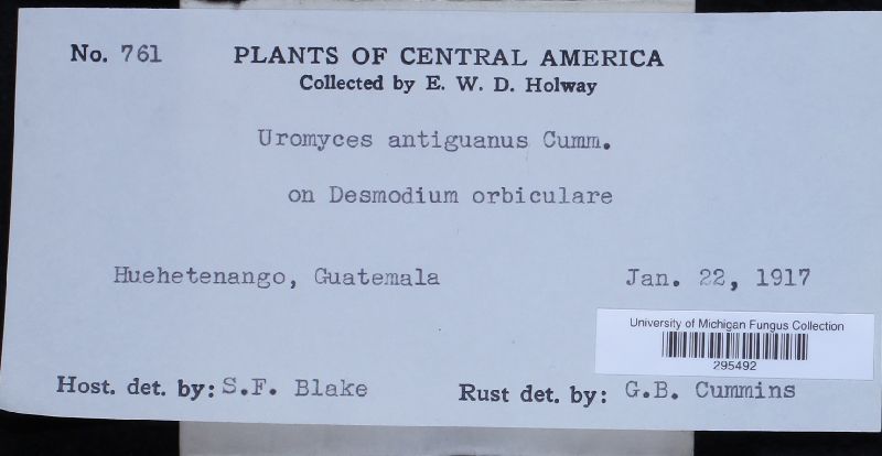 Uromyces antiguanus image