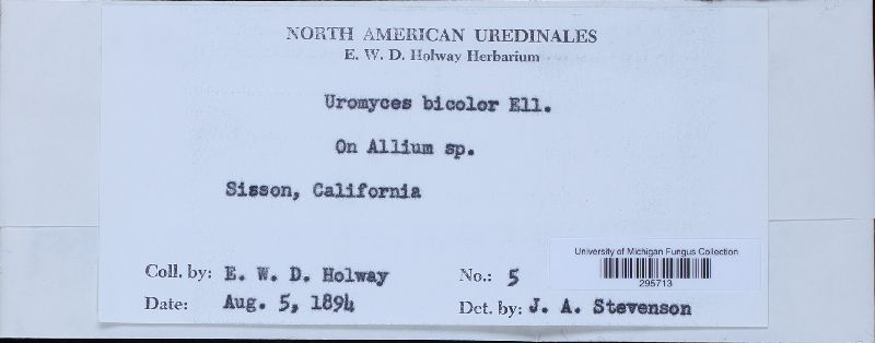 Uromyces bicolor image