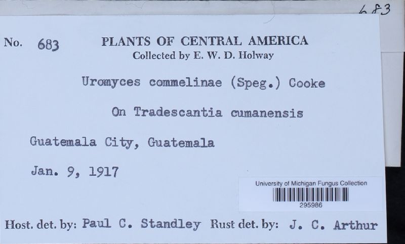 Uromyces commelinae image